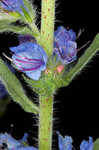 Common viper's bugloss